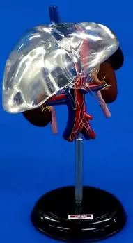 3D Capsule Encyclopedia Human Anatomy Illustrated Book III Sanzo Model A Single Item Gacha