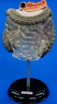 3D Capsule Encyclopedia Human Anatomy Illustrated Book III Intestine Anatomy Model A Single Item Gacha