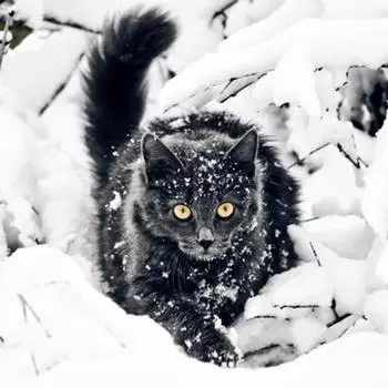 3D DIY Алмазная вышивка Крестом Снежный черный кот Алмазная картина Украшение дома 20X30CM