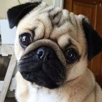 3D DIY круглая алмазная живопись Мопс Собака Животные Вышивка полная квадратная алмазная живопись вышивка крестиком горный хрусталь мозаичная живопись Full Round 30X30CM