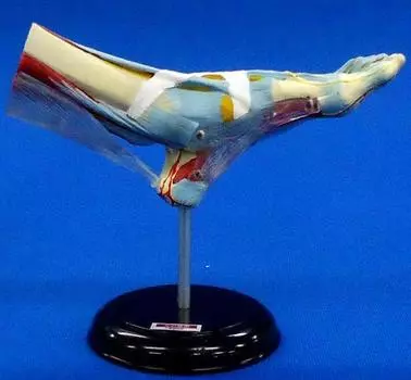 3D Капсульная Энциклопедия Анатомия Человека Иллюстрированная Книга III Мышцы Ноги B Отдельный Элемент Gacha