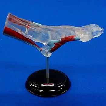 3D Капсульная Энциклопедия Анатомия Человека Иллюстрированная Книга III Мышцы Ноги Один Элемент Gacha