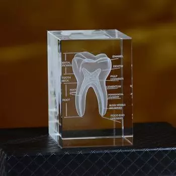 3D научная и образовательная твердокристаллическая лазерная гравировка модели зуба, украшение 1pc