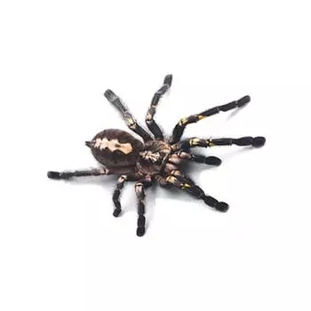 3D паук геккон скорпионы настенная наклейка животных виниловая наклейка на стену для дома автомобили авто мотоцикл чехол царапины декор