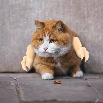 3D-печатная кошка на шею, на руку, мышцы, украшение для питомца, повязка на шею, на руку One Size