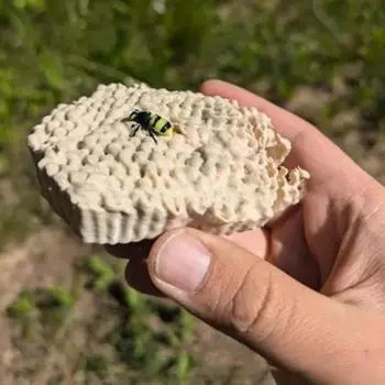 3D-печатная сотовая ключница для укрытия на открытом воздухе в саду и дворе, имитация гнезда шершня