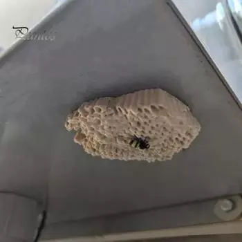 3D-печатный сотовый ключ-убежище для сада и двора, имитация гнезда шершня, статуя, украшение, сокровищница, запасной ключ, секретный держатель, контейнер белый