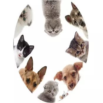 3D Toilet Stickers Bathroom Decorative Decals Cat Dog