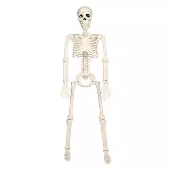 40 см Хэллоуин Подвижный скелет Поддельный человеческий череп Кости Украшения для вечеринки на Хэллоуин Домашний бар Декорации Дом с привидениями Ужасные реквизиты Орнамент