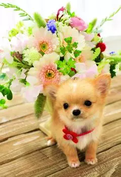 450 Piece Jigsaw Puzzle Master Puzzle Dog Small Piece (26x38cm)