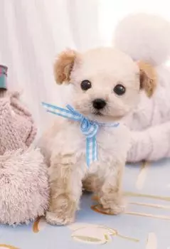 450 Piece Jigsaw Puzzle Puzzle Master Fluffy Puppy Small Piece (26x38cm)