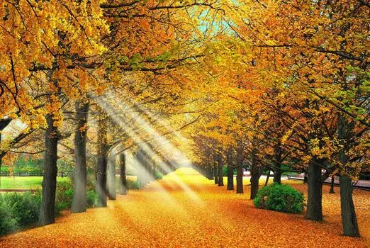 450 Piece Jigsaw Puzzle Puzzle Master Golden Ginkgo Small Piece Trees-Tokyo (26x38cm)