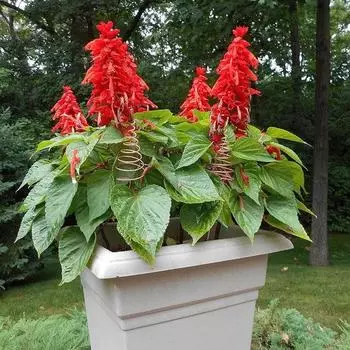 45357 шт. катушка из медной проволоки для садоводства, электрокультуры, медные антенны, колья, спираль D