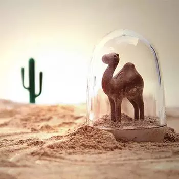 4 шт./набор банок для приправ, отличный шейкер для приправ с дизайном животных, полипропиленовая банка для специй