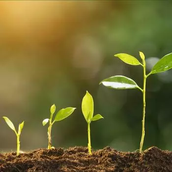 4 шт. Премиум Кокосовая койра Прессованный 100% Кокосовый койр Кирпич с низким EC и pH балансом для растений Садоводство Травы 4pcs