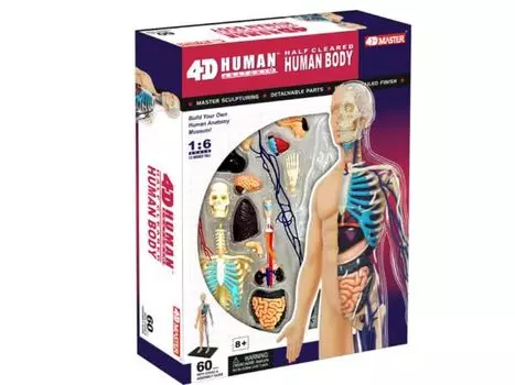 4D 3D головоломка Модель анатомии человеческого тела 13 дюймов Тело человека 4D Человек 626203 Полуочищенная Модель анатомии человеческого тела Fame Master 4D master Образовательная игрушка
