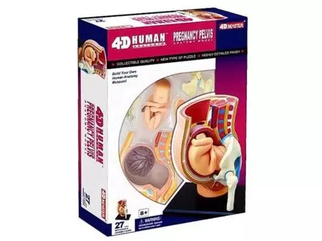 4D 3D головоломка Модель анатомии человека Беременность Таз 4D Человек 6260012 Беременность Таз Анатомическая модель Fame Master 4D master Образовательная игрушка STEM