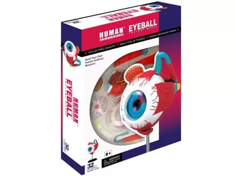 4D 3D головоломка Модель анатомии человека Глазное яблоко 4D Человек 626006 Модель анатомии глаза Fame Master 4D master Обучающая игрушка STEM
