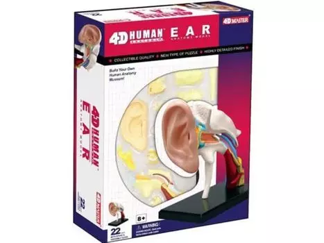 4D 3D Puzzle Human Anatomy Model Ear 4D Human 626007 Ear Anatomy Model Fame Master 4D master Educational Toy STEM