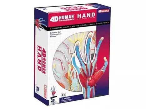 4D 3D Puzzle Human Anatomy Model Hand 4D Human 626009 Hand Anatomy Model Fame Master 4D master Educational Toy STEM