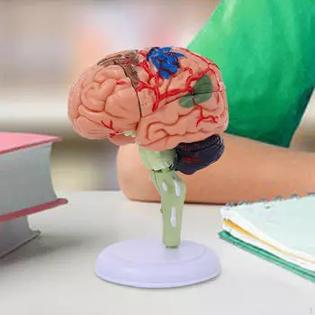 4D Разобранная анатомическая модель Анатомия человеческого мозга Простая в использовании Настольная фигурка-головоломка для