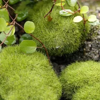 4Pcs Micro Landscape Artificial Moss Stone Fairy Garden Bonsai Fake Moss Decor 3cm