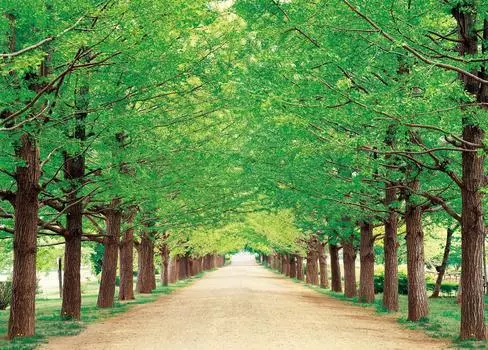 500 Piece Jigsaw Puzzle Fresh Green Path Tokyo - (38x53cm)