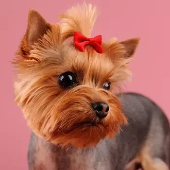 50 шт. заколки-бантики для домашних животных случайных цветов мягкие и милые банты из ниток и лент для кошек и собак модные аксессуары