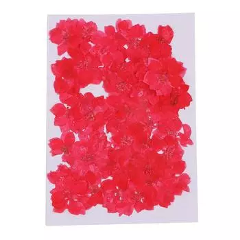 50шт прессованные натуральные сушеные цветы настоящий цветок дельфиниум для DIY ремесла скрапбукинга синий