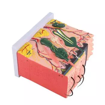 50X трехмерная увеличенная модель кожи человека, учебное пособие по анатомии и биологии, лабораторные принадлежности