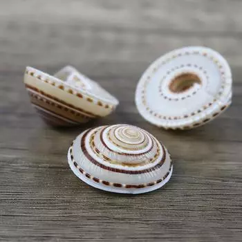 5 шт./лот, 20-40 мм, смешанные спиральные бусины в виде ракушек, подвески, пляжное ремесло, натуральная морская ракушка 2-3cm