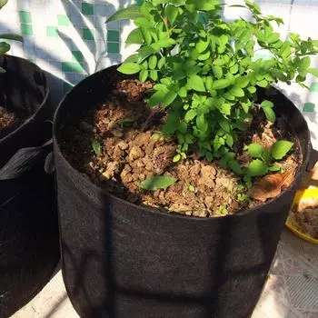 5 шт./набор фетровых мешков для выращивания овощей/цветов/растений, утолщенные нетканые мешки для выращивания, аэрационные тканевые горшки с ручками