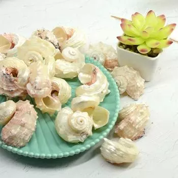 5 шт. Натуральные раковины DIY Раковины Аквариумный бак Декоративный морской пейзаж Образец Ракушки Аквариум для рыб 3-4cm