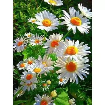 5D Алмазная картина Дейзи Полный круглый Алмазная мозаика Картина Алмазные цветы Домашний декор Подарок Full Round 30x40CM