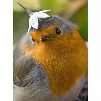 5d Алмазная картина Diy Алмазная вышивка Ремесло Картина Мозаика Подарок Алмазная стена Искусство Декор Full Round 20X30CM