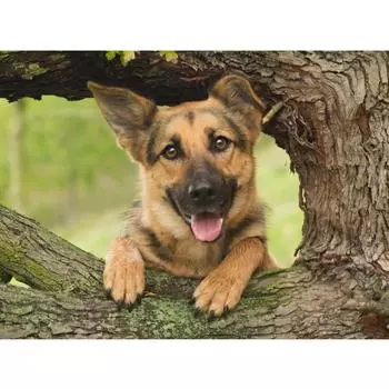 5D Алмазная картина Домашняя собака Немецкая овчарка Вышивка крестом Алмазная вышивка Стразы 20X30CM