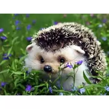 5D Алмазная картина Ежик Цветок Diy Мозаика Алмазная вышивка Крестом 20X30CM