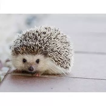 5D Алмазная картина Ежик Полный круглый Алмазная вышивка Крестом 20X30CM