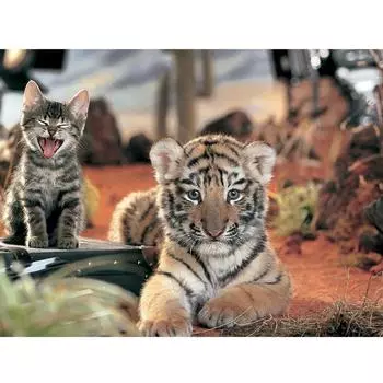 5D Алмазная картина Кошка и Тигр Вышивка крестиком Полная алмазная вышивка 20X30CM
