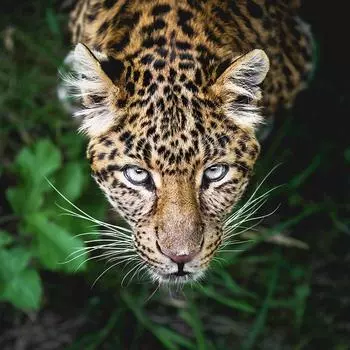 5D Алмазная картина Красивая пантера Полная алмазная мозаика Животное Алмазная вышивка