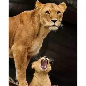 5D Алмазная картина Лев Наклейка на стену Мозаика Алмазная вышивка Крестом 20X30CM