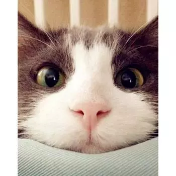 5D Алмазная картина Милый кот Алмазная вышивка Полный дисплей Алмазная мозаика Вышивка крестом Изображение 20X30CM