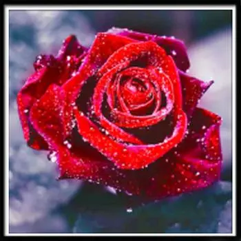 5D Алмазная картина Полный алмаз Роза Круглый алмаз Мозаика Узор Домашнее украшение Diy Ручная работа 20X20cm