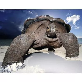 5D Алмазная картина Полный ромб Стразы Животное Морская черепаха Вышивка крестиком 20X30CM