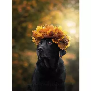 5D Алмазная картина Стразы DIY Алмазная вышивка Алмазная стена Искусство Декор Full Round 20X30CM