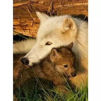 5d Алмазная картина Стразы Вышивка Росс Diy Алмазная вышивка Алмазная живопись Стены Искусства Декор Full Round 20X30CM