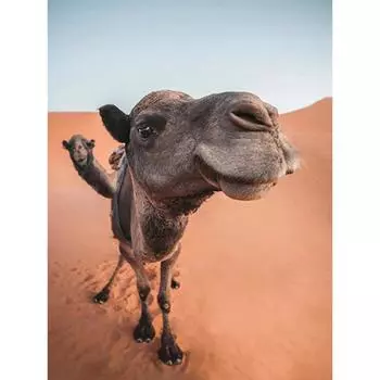 5D Алмазная картина Верблюд Алмазная вышивка Животное Алмазная мозаика Искусство 20X30CM