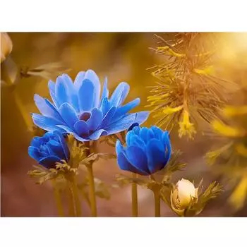 5d Алмазная картина Вышивка Ремесла Diy Алмазная вышивка Крестом Подарок Стены Искусства Декор 20X30CM