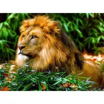 5D Алмазная картина Животные Полный круглый Алмазная мозаика Лев Картина Вышивка Full Round 20x25CM