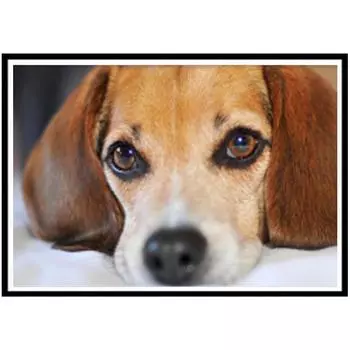 5D Алмазная Роспись Полный Алмазный Щенок Круглый Алмазная Мозаика Узор Домашнее Украшение Сделай Сам Ручной Работы 20X30cm